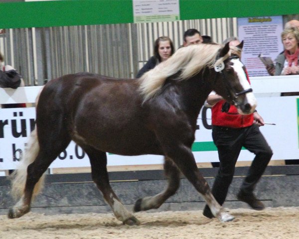 broodmare Nerina (Black Forest Horse, 2007, from Riemer)