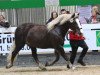 broodmare Nerina (Black Forest Horse, 2007, from Riemer)