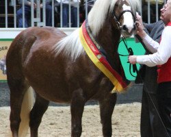 broodmare Fox-Lady (Black Forest Horse, 2009, from Federsee)