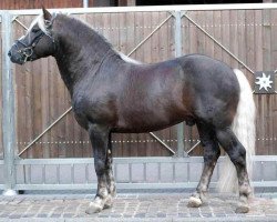 stallion Morgan (Black Forest Horse, 2004, from Modest)