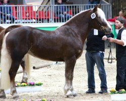 broodmare Mona-Liesa (Black Forest Horse, 2009, from Morgan)