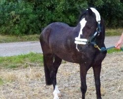 dressage horse Best Gigolo (Welsh-Pony (Section B), 2005, from Best Boy)