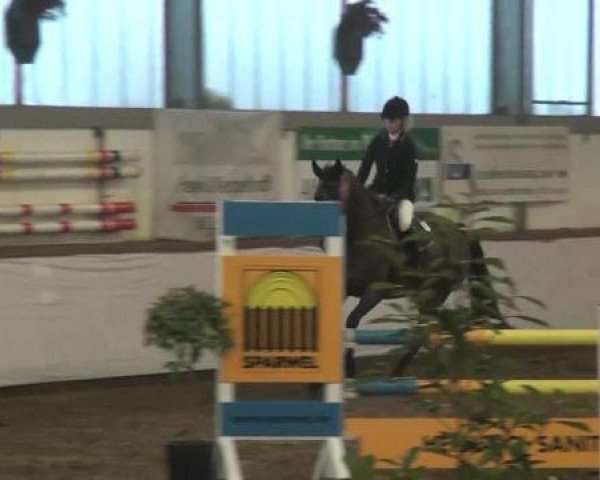 jumper Contini 8 (Holsteiner, 2007, from Contender)