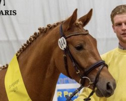 stallion Skyscraper (German Riding Pony, 2017, from Szenario)