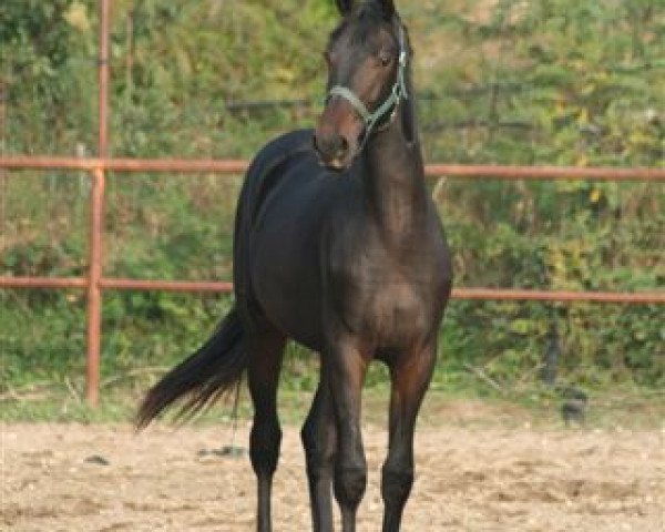 dressage horse Sir dei Castellani (Italian Warmblood, 2008, from Sir Alfred)