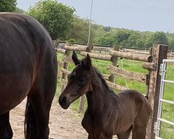 Pferd Trudi Weissena (Oldenburger, 2022, von Total McLaren)