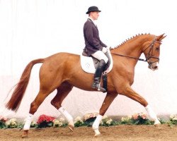 broodmare Faible (Westphalian, 2002, from Fürst Piccolo)