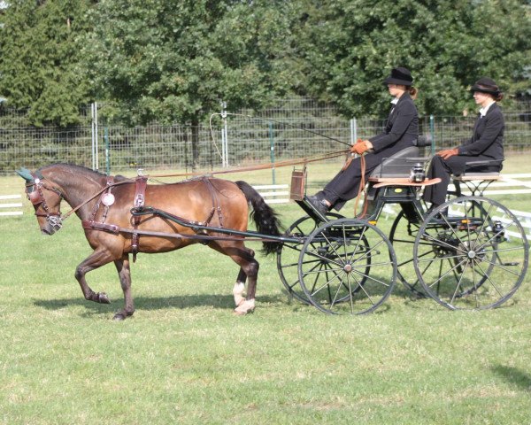 jumper Mogli (New Forest Pony, 2003, from Mambo Moscan)