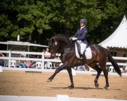 stallion Ballettmeister (Hanoverian, 2003, from Brentano II)