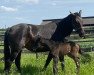 broodmare Alexa Weissena (Oldenburg, 2017, from Apache)