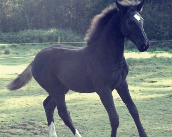 broodmare Lanara (Zweibrücken, 2011, from Le Noir 35)