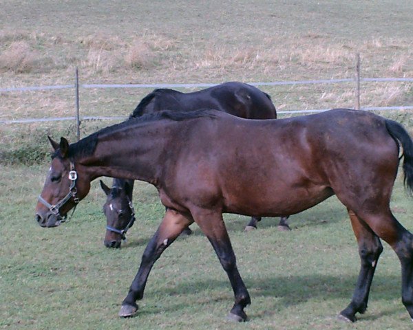 broodmare Mira (Bavarian, 2001, from Pacelli W)