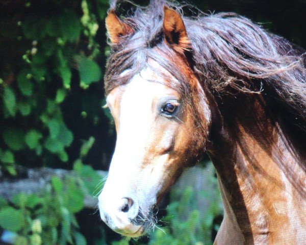 dressage horse Bräuhof Philipp (Welsh-Pony (Section B), 2003, from Farchynys Pelydryn)
