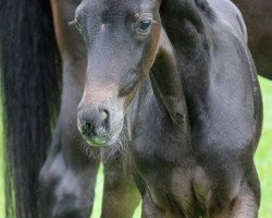 dressage horse Taranis 6 (Oldenburger, 2012, from Totilas)