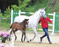 Dressurpferd Hengst von Golden Grey NRW / Dance Star AT NRW (Deutsches Reitpony, 2022, von Golden Grey NRW)