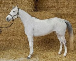 Pferd Free'chti des Fees (Arabisches Halbblut / Partbred, 2015, von Djin Lotois ox)