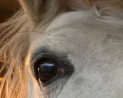 Pferd Granard Silver Lady (Irish Draught Horse, 2011)