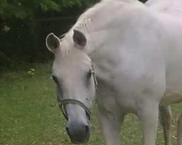 broodmare Gina dei castellani (Oldenburg, 1983, from Gepard)