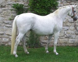 broodmare Donauwelle III (Trakehner, 1992, from Herzzauber)