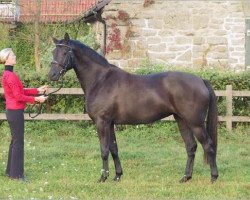 broodmare Ravenna (German Warmblood, 1999, from Ruehmann)