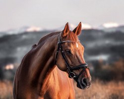 dressage horse Maja 796 (unknown, 2006)