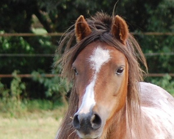 Zuchtstute Southern Comfort (Welsh Mountain Pony (Sek.A), 2004, von Sundancer Ready To Fly)