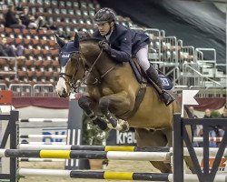 Springpferd Barnebee (Deutsches Sportpferd, 2005, von Balou du Rouet)