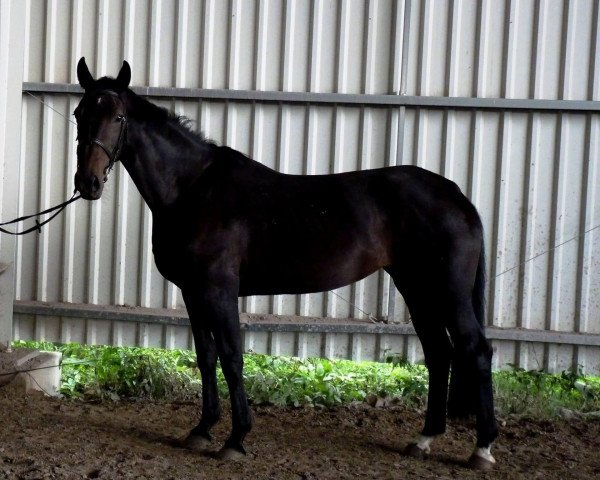 broodmare Donela- R (Oldenburg, 2010, from Rubin Star N)