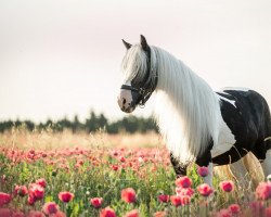 Zuchtstute Peach von der Heroldmühle (Tinker / Irish Cob / Gypsy Vanner, 2010)