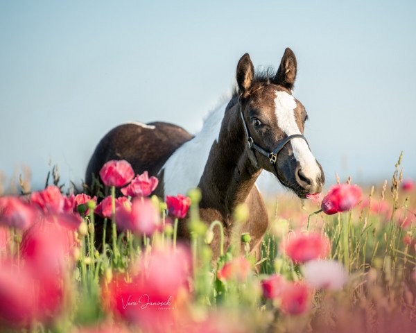 horse Hylkes Loki (Pinto, 2021, from Hylke H)