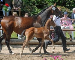 broodmare Fürstenrose (Westphalian, 2003, from Fürst Piccolo)