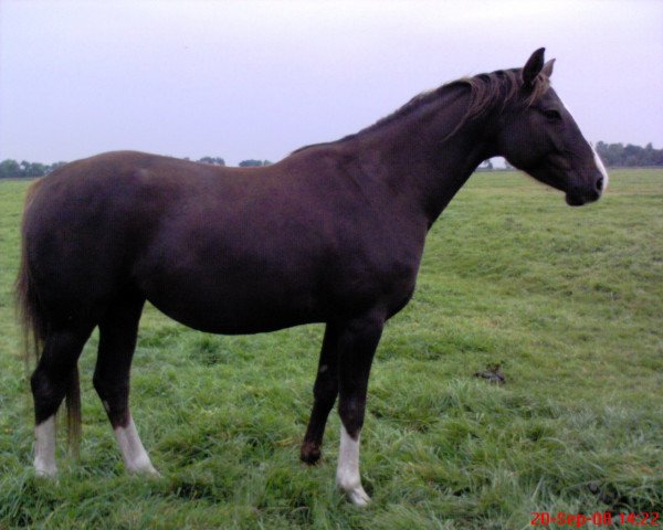 broodmare Rote Rose (Oldenburg, 2004, from Rotspon)