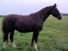 broodmare Rote Rose (Oldenburg, 2004, from Rotspon)