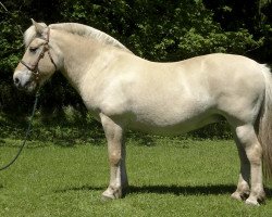 broodmare Winny (Fjord Horse, 2005, from Gjest N-1846 H-I49)