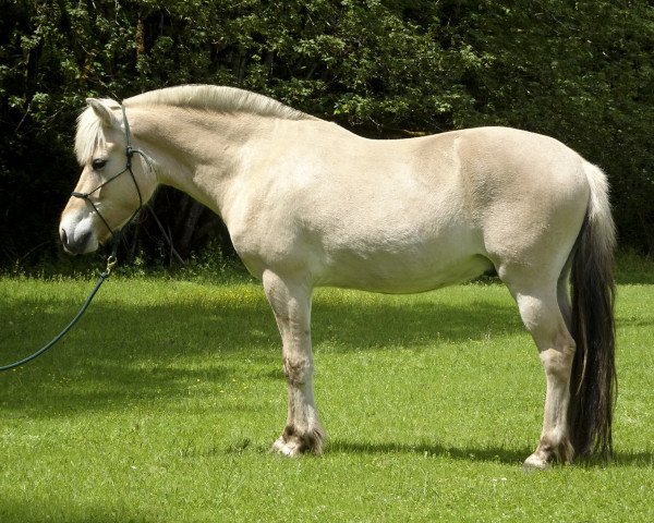 horse Lost Creek Linus (Fjord Horse, 2019, from OFI Siljar)