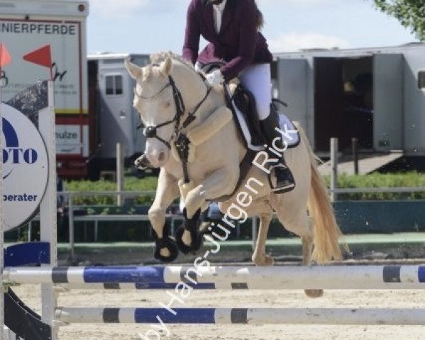 dressage horse Captain Creamy (German Riding Pony, 2013, from Caramel FH WE)