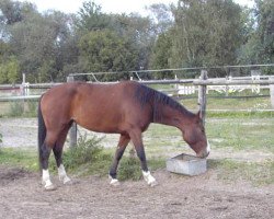 broodmare Quite Wenke (Oldenburg show jumper, 2003, from Quite Easy I)