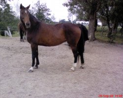 broodmare Rose (Hanoverian, 1994, from Ravallo 115 FIN)