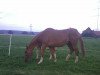 broodmare Windrose (Hanoverian, 1995, from Warkant)