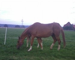 broodmare Windrose (Hanoverian, 1995, from Warkant)