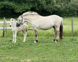 broodmare Tulstruplunds Jasmin (Fjord Horse, 2010, from Trollfin)