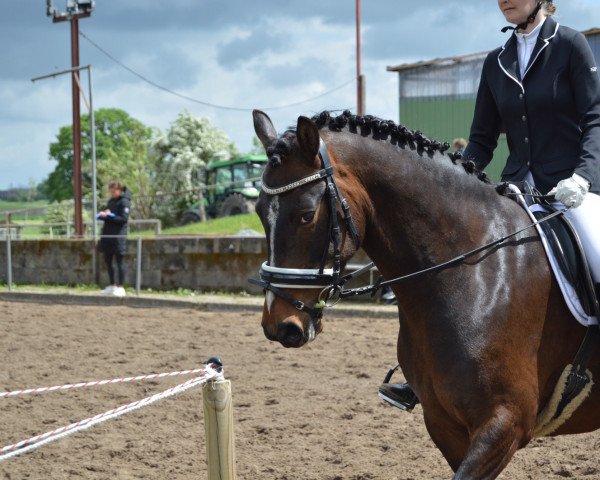 dressage horse Starpower Merlin (Pinto / Pony, 2016, from Magic Merlin)