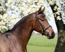 dressage horse Santano (Oldenburg, 2013, from Sommelier)