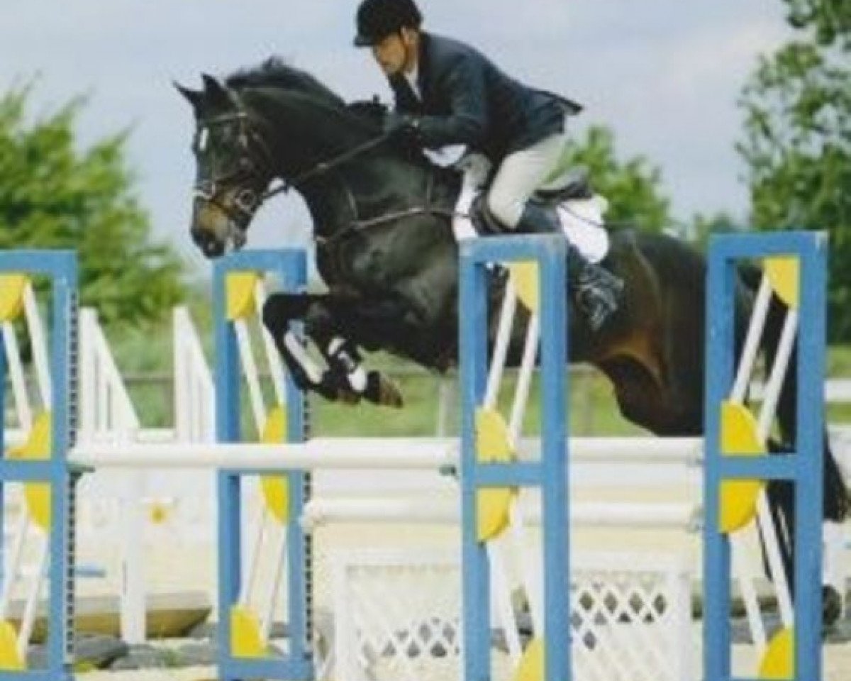 Deckhengst Larioni (Holsteiner, 1996, von Landgraf I)