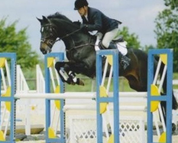 stallion Larioni (Holsteiner, 1996, from Landgraf I)