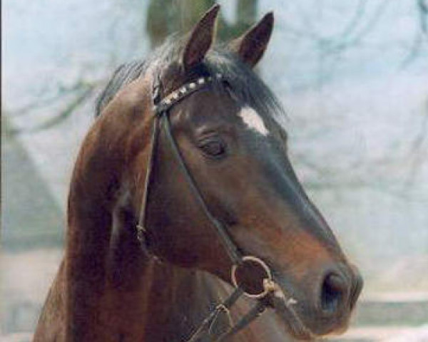 stallion Honeur (Trakehner, 1980, from Leonardo)