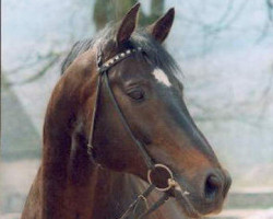 Deckhengst Honeur (Trakehner, 1980, von Leonardo)