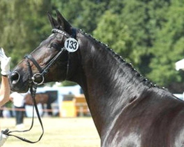 Zuchtstute Verissima (Trakehner, 1988, von Honeur)