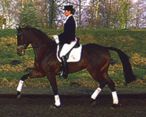 stallion Langenhagen (Holsteiner, 1994, from Landadel)