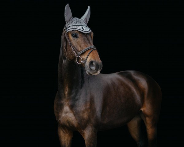 jumper Araldiko (German Sport Horse, 2014, from Araldik)